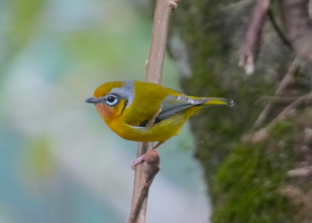 Black-eared Shrike-Babbler - ML613798802