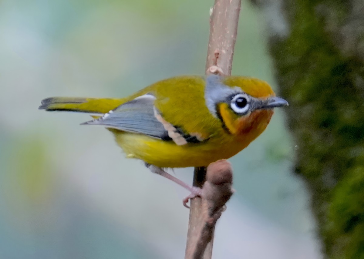 Black-eared Shrike-Babbler - ML613798803