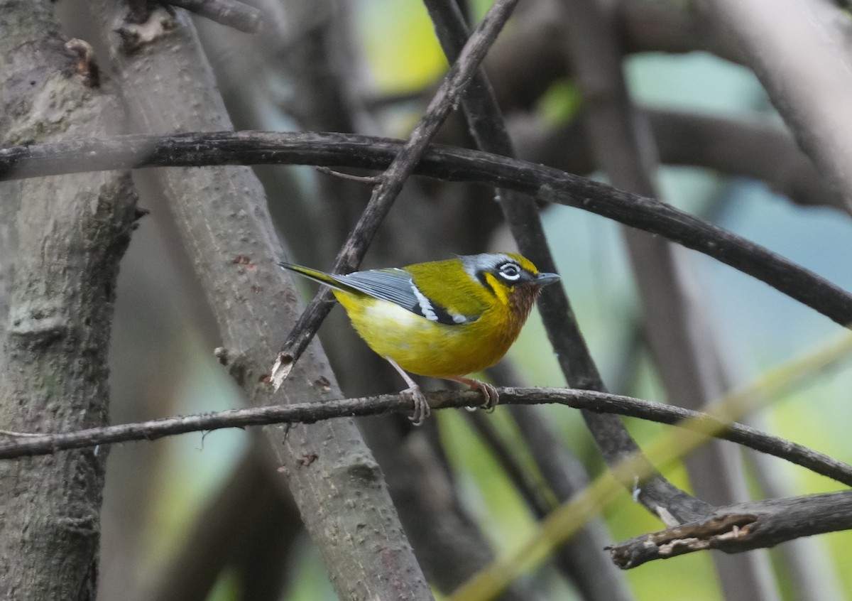 Black-eared Shrike-Babbler - ML613798805