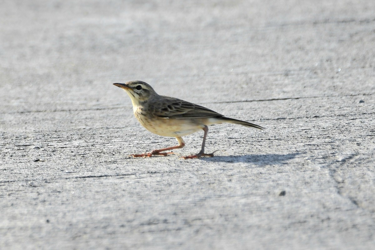 Paddyfield Pipit - Ian Gardner