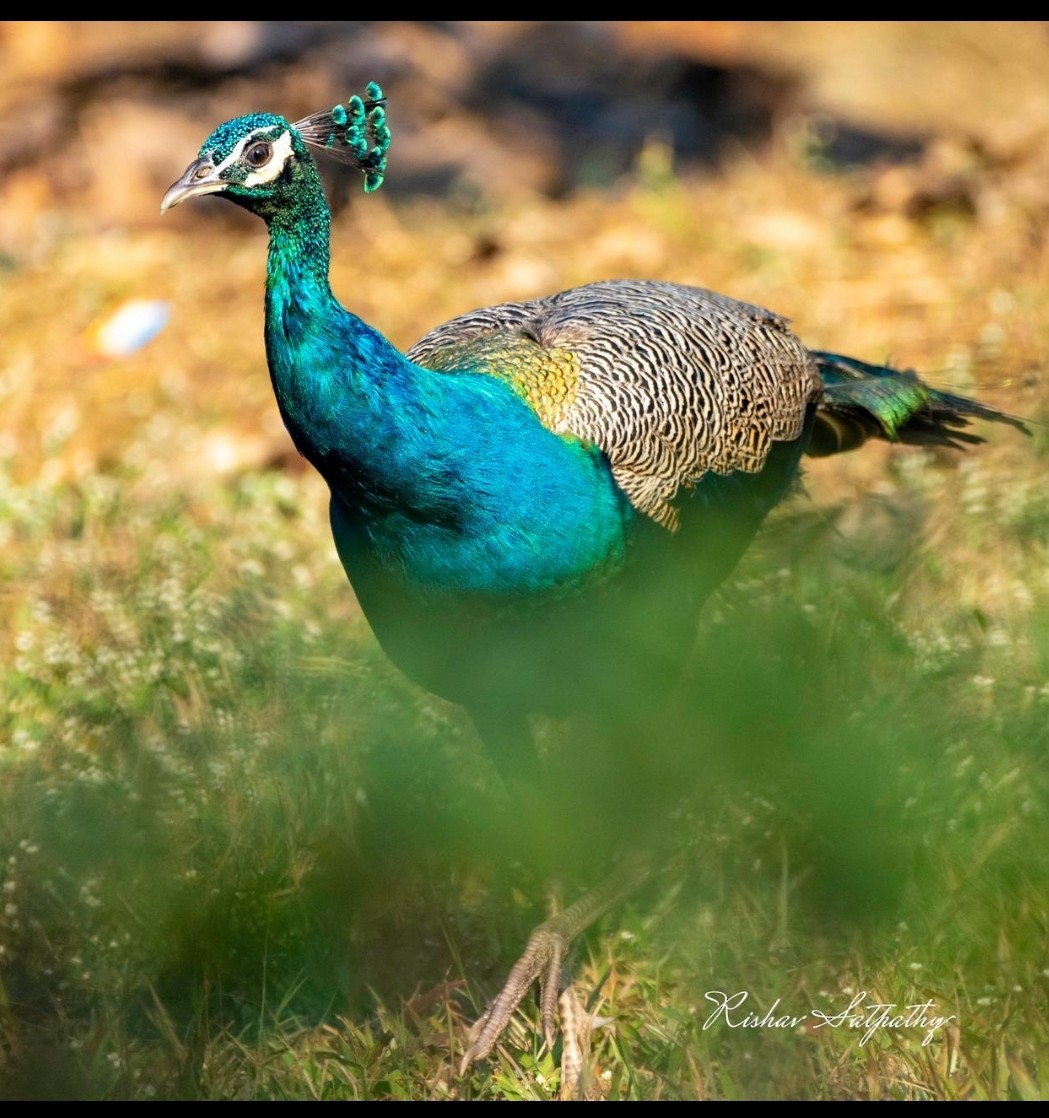 Indian Peafowl - ML613799003