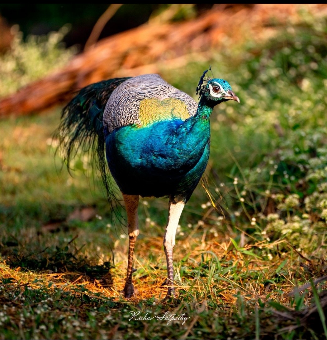 Indian Peafowl - ML613799005