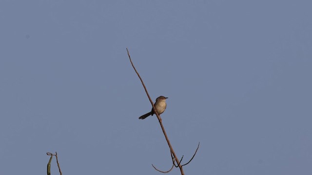 Prinia Selvática - ML613799008