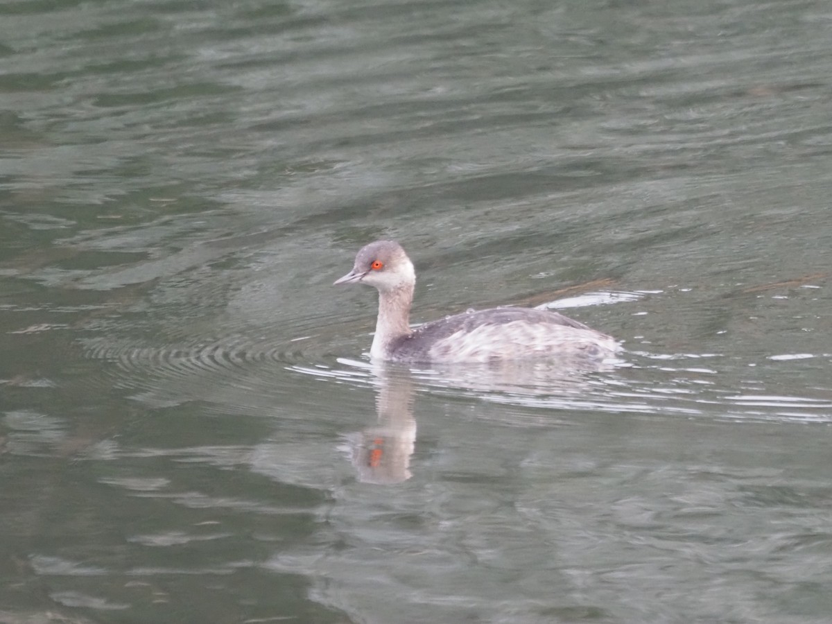 Eared Grebe - ML613799032