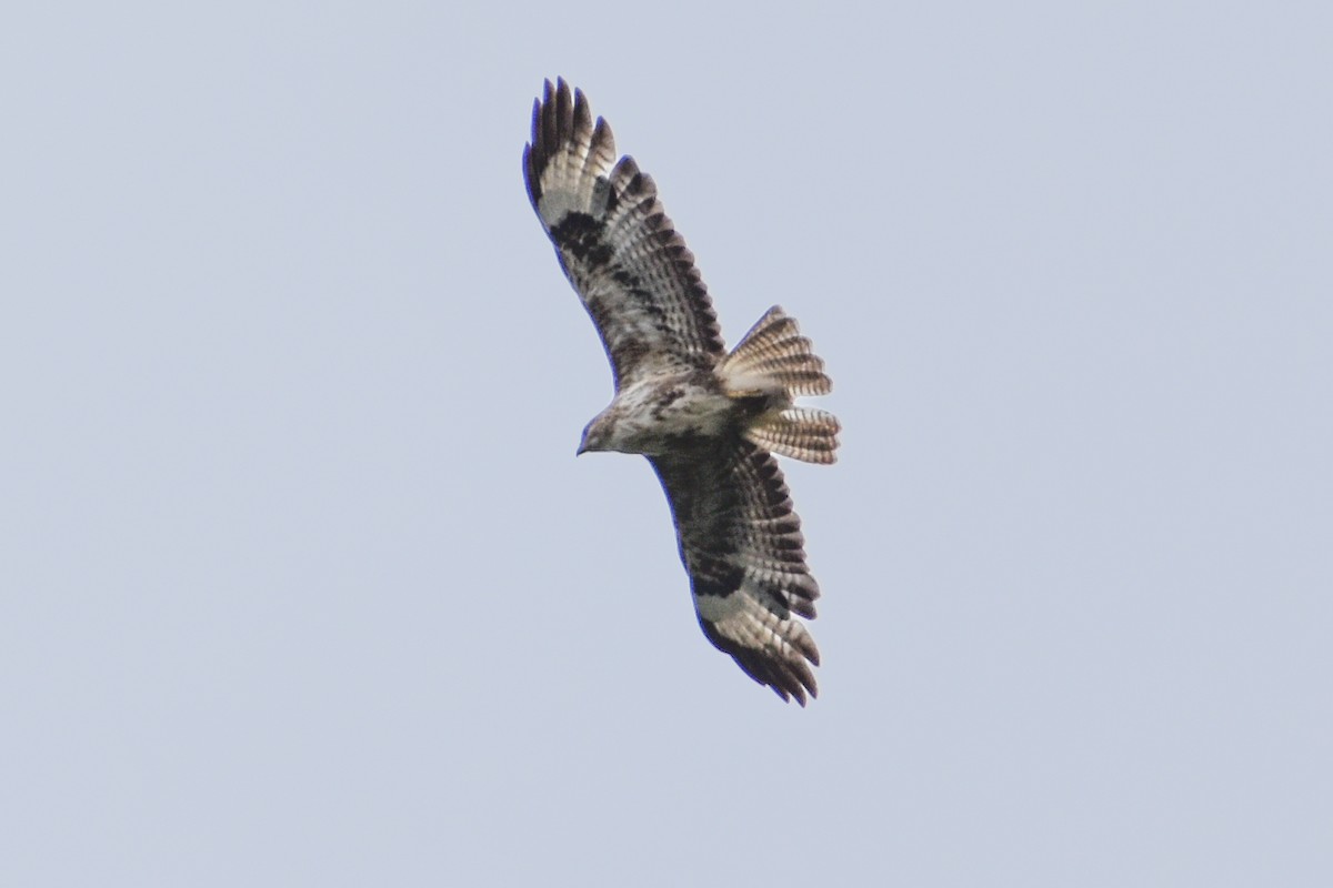 Common Buzzard - ML613799035