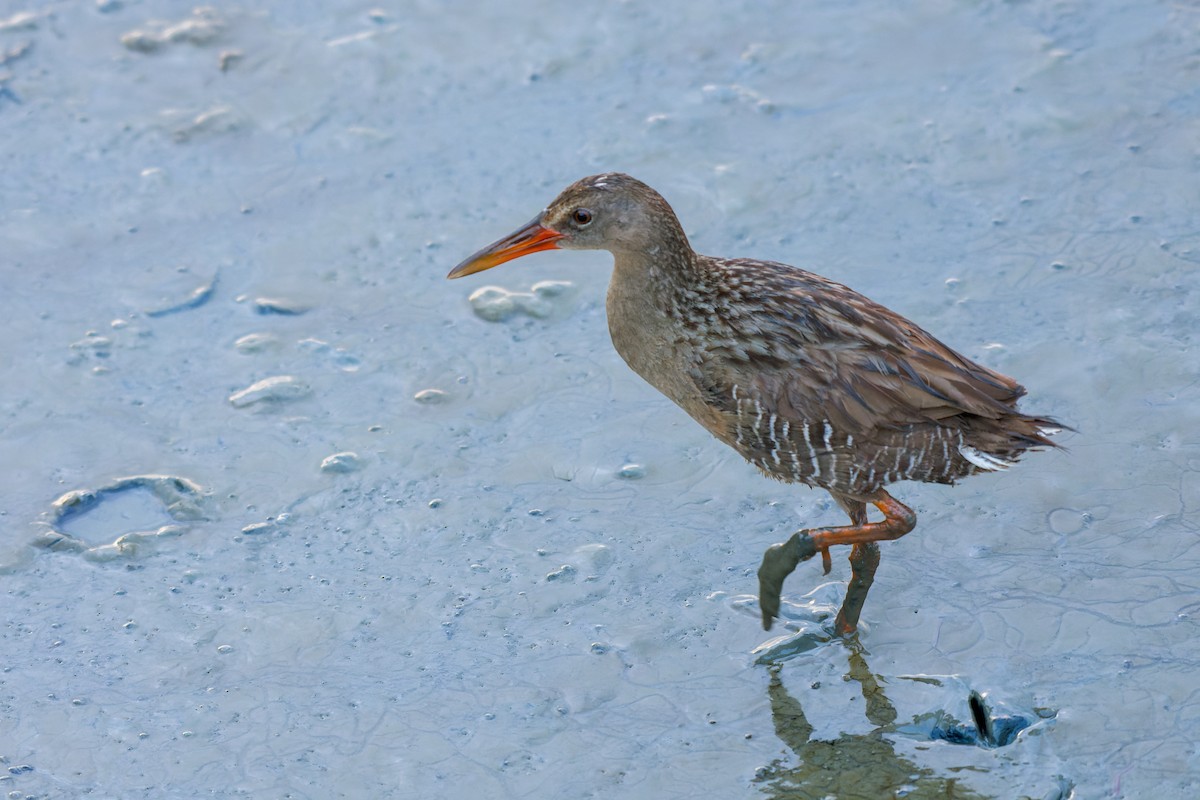 Mangrove Rail - ML613799092