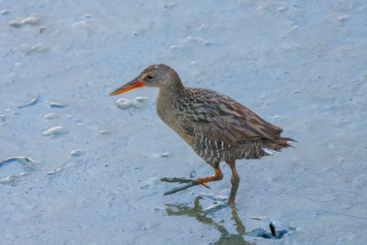 Mangrove Rail - ML613799093