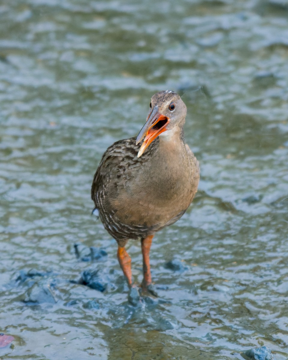 Mangrove Rail - ML613799095