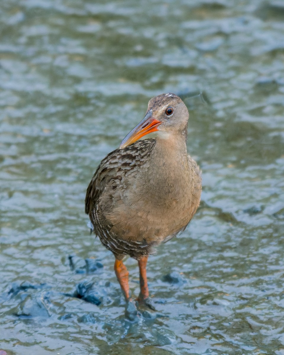 Mangrove Rail - ML613799097