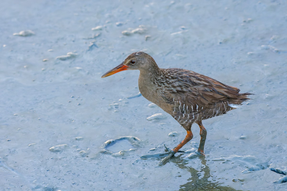 Mangrove Rail - ML613799098