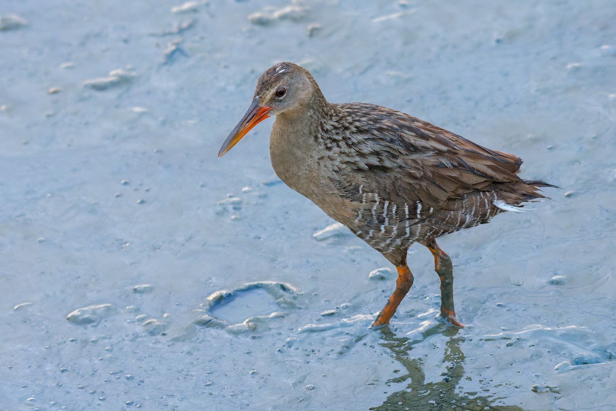 Mangrove Rail - ML613799100