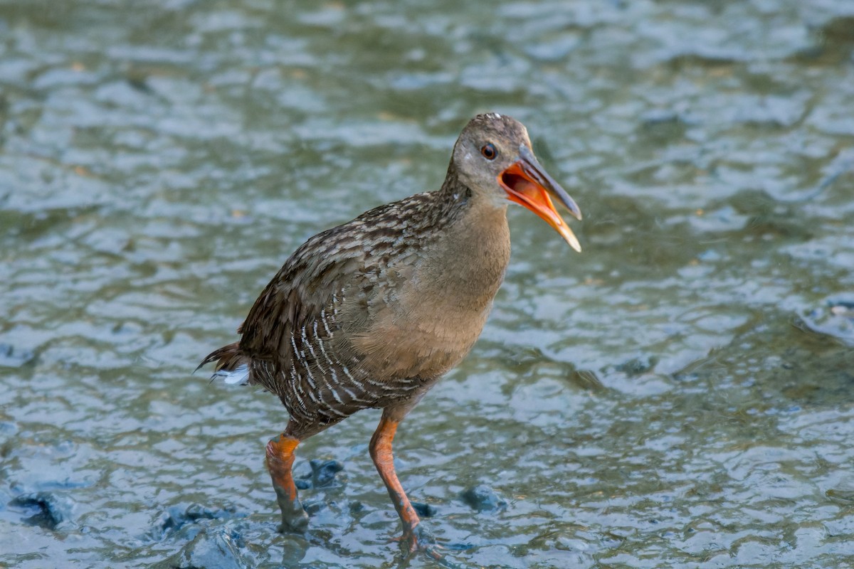 Mangrove Rail - ML613799101