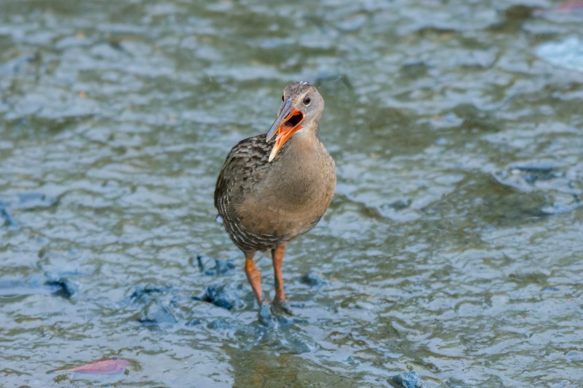 Mangrove Rail - ML613799102