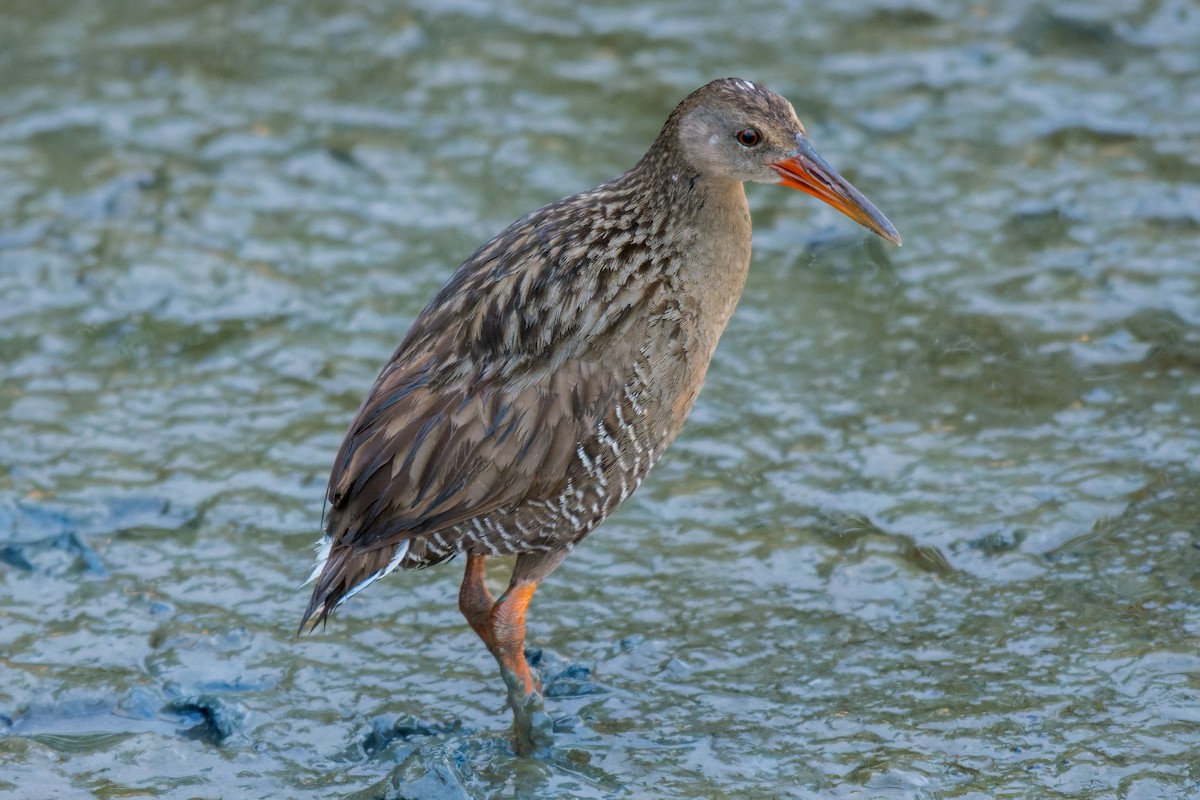 Mangrove Rail - ML613799103