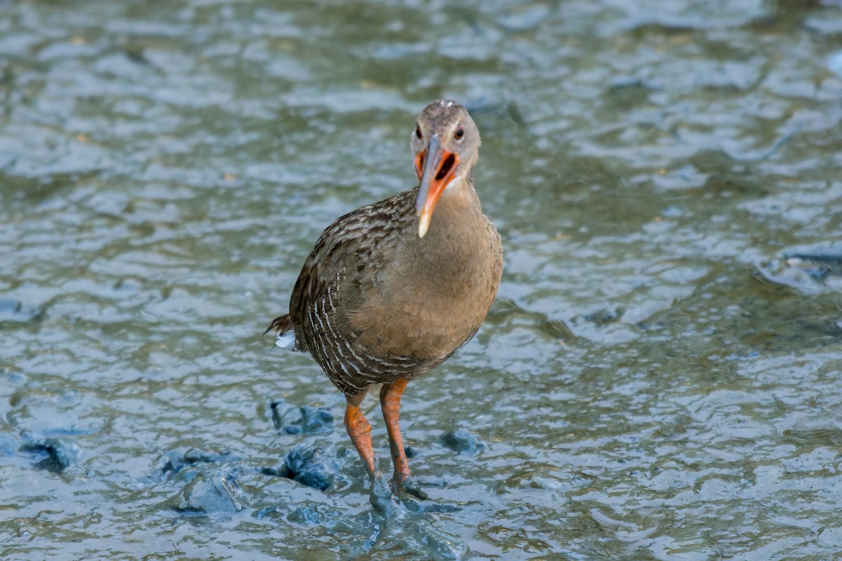 Mangrove Rail - ML613799104