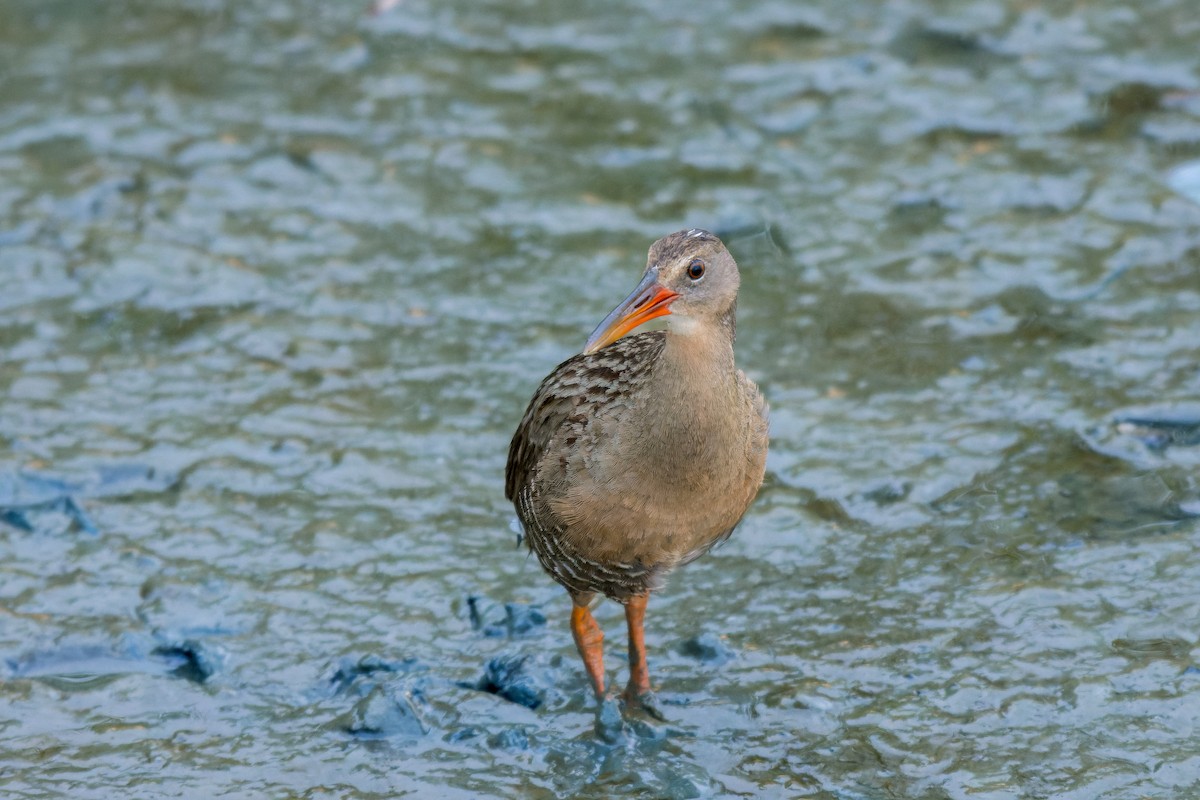 Mangrove Rail - ML613799105