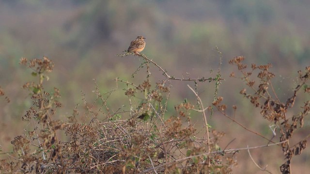 Jerdon's Bushlark - ML613799118