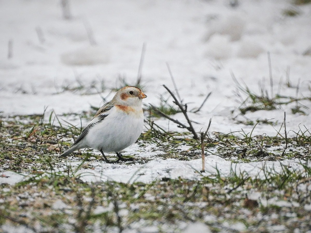 Snow Bunting - ML613799120