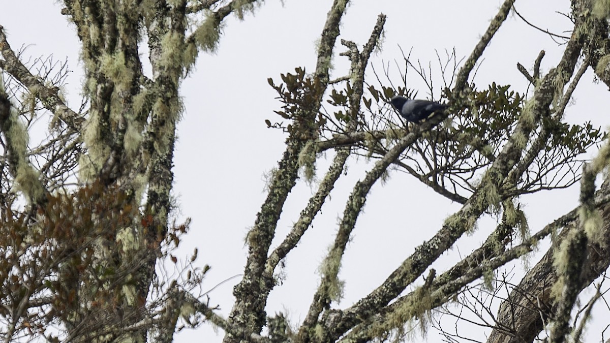 Black-bellied Cicadabird - ML613799147