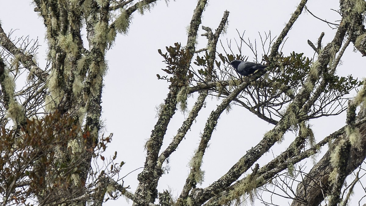 Black-bellied Cicadabird - Robert Tizard