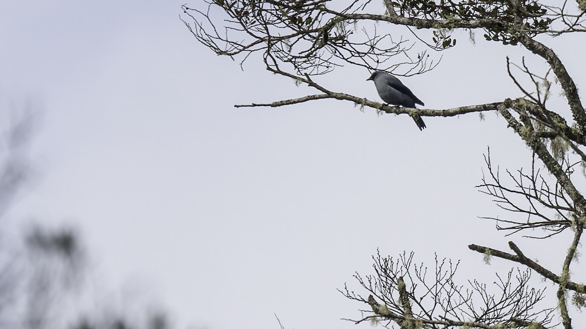 Black-bellied Cicadabird - ML613799150