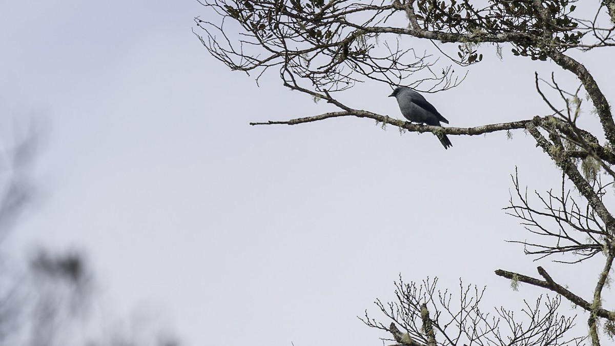 Black-bellied Cicadabird - ML613799151