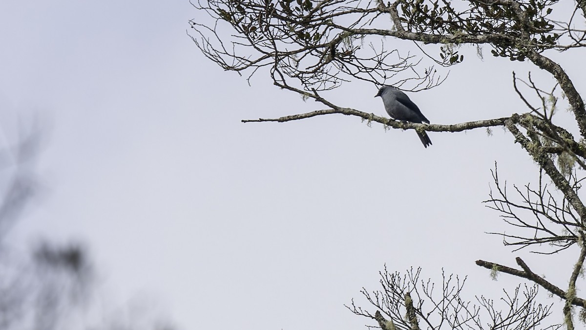 Black-bellied Cicadabird - Robert Tizard