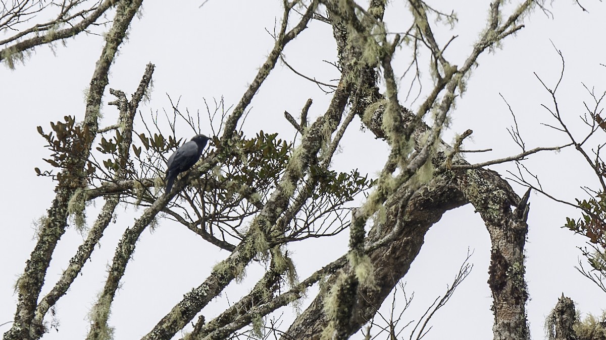 Black-bellied Cicadabird - Robert Tizard