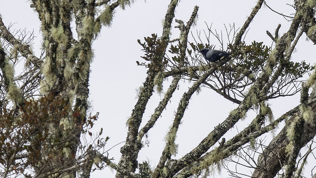 Black-bellied Cicadabird - ML613799154