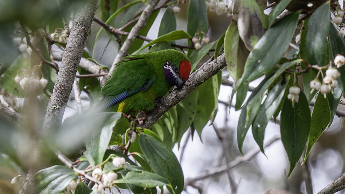 Plum-faced Lorikeet - ML613799165