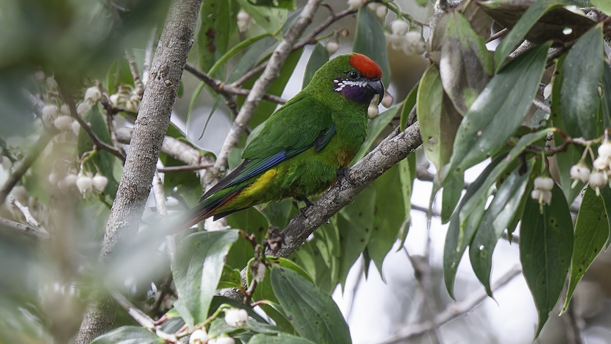 Plum-faced Lorikeet - Robert Tizard