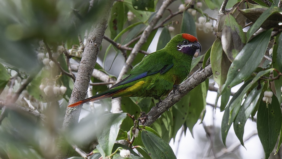 Plum-faced Lorikeet - ML613799167