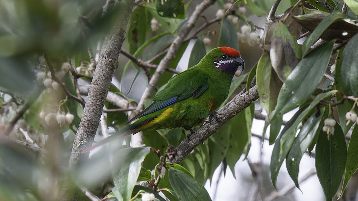 Plum-faced Lorikeet - Robert Tizard