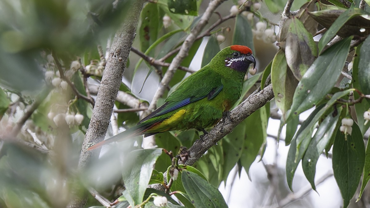 Plum-faced Lorikeet - ML613799170