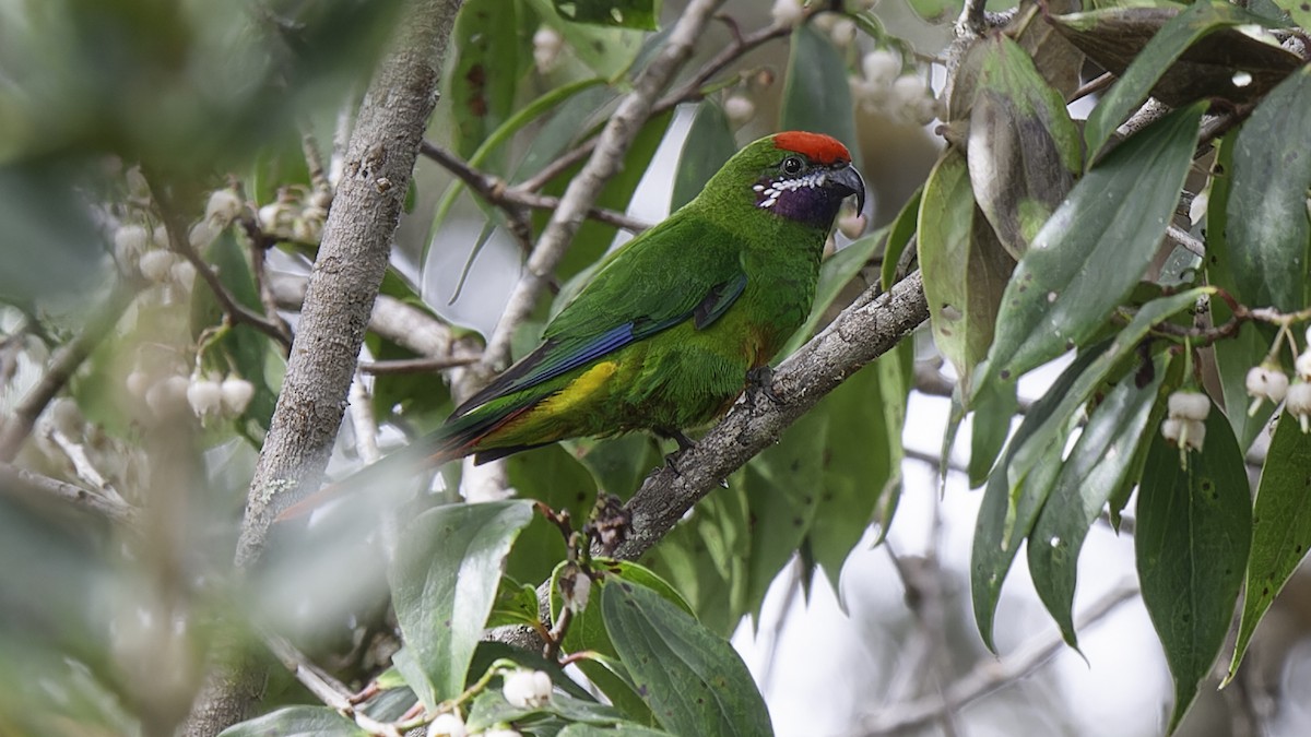 Plum-faced Lorikeet - ML613799171