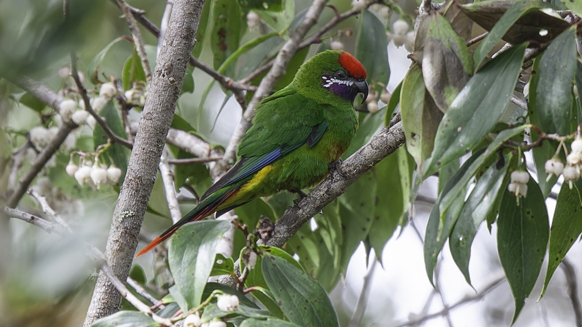 Plum-faced Lorikeet - ML613799172