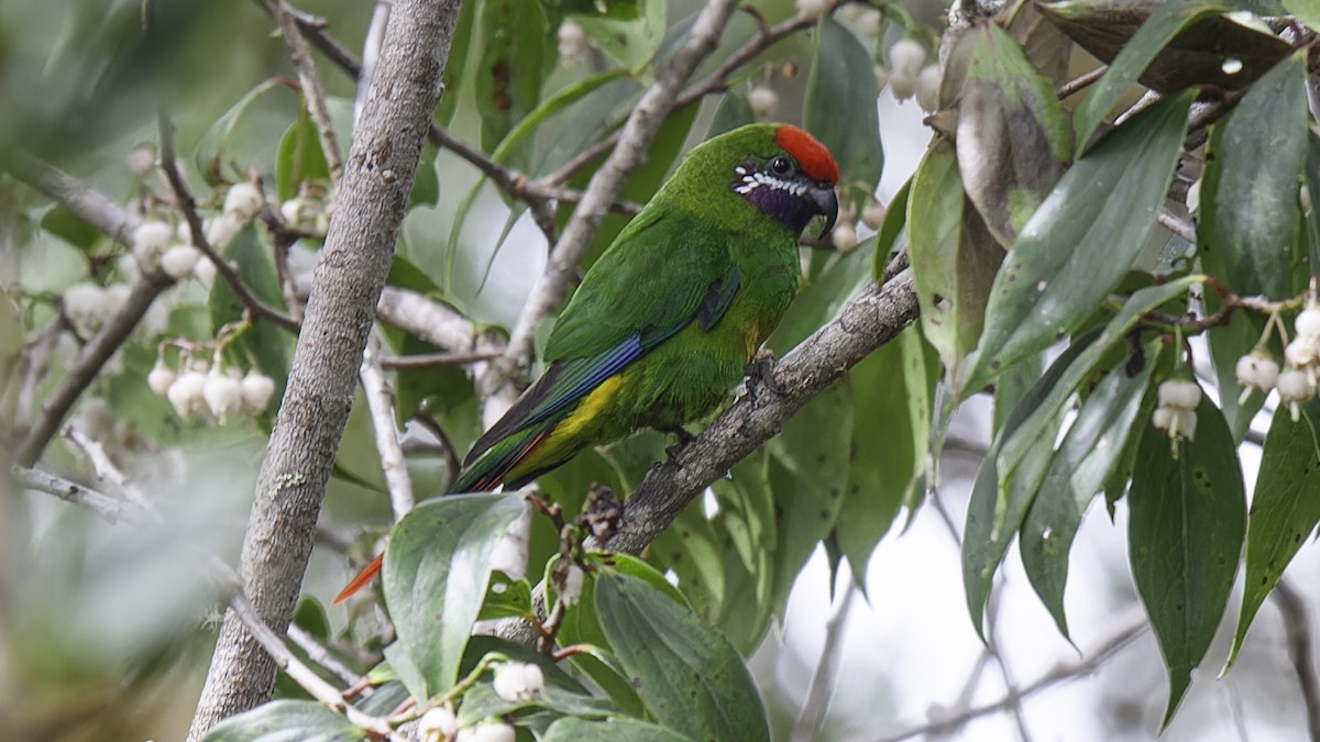 Plum-faced Lorikeet - ML613799173