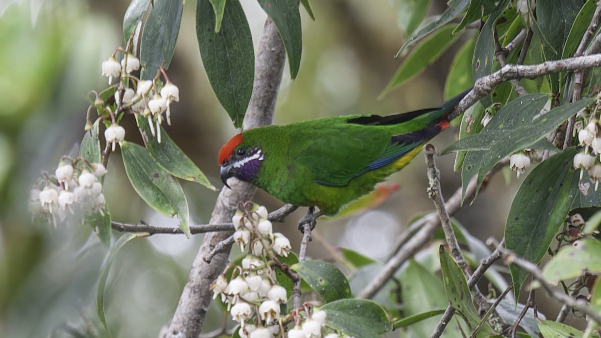 Plum-faced Lorikeet - ML613799174