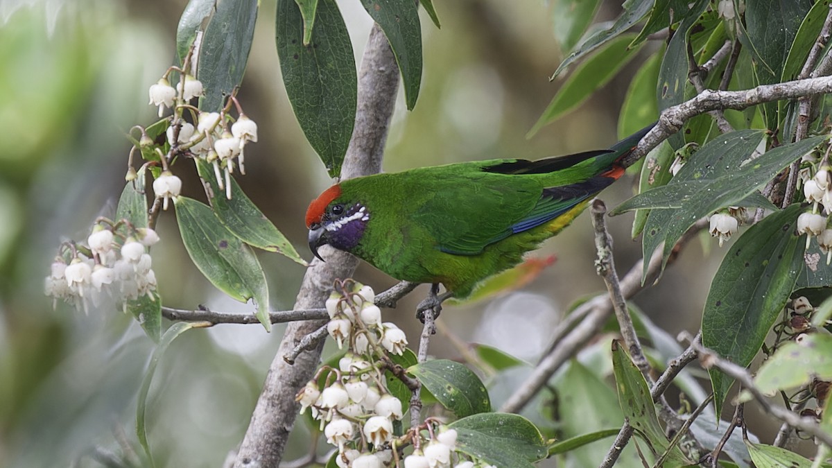 Plum-faced Lorikeet - ML613799175