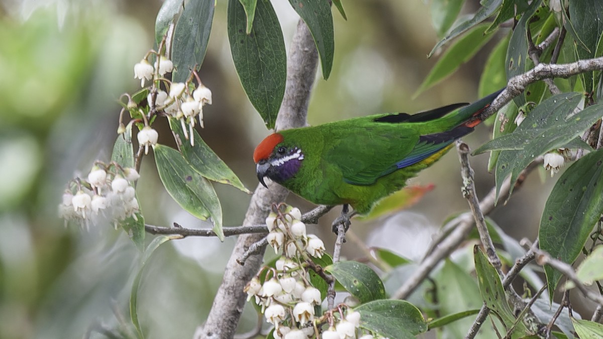 Plum-faced Lorikeet - ML613799176