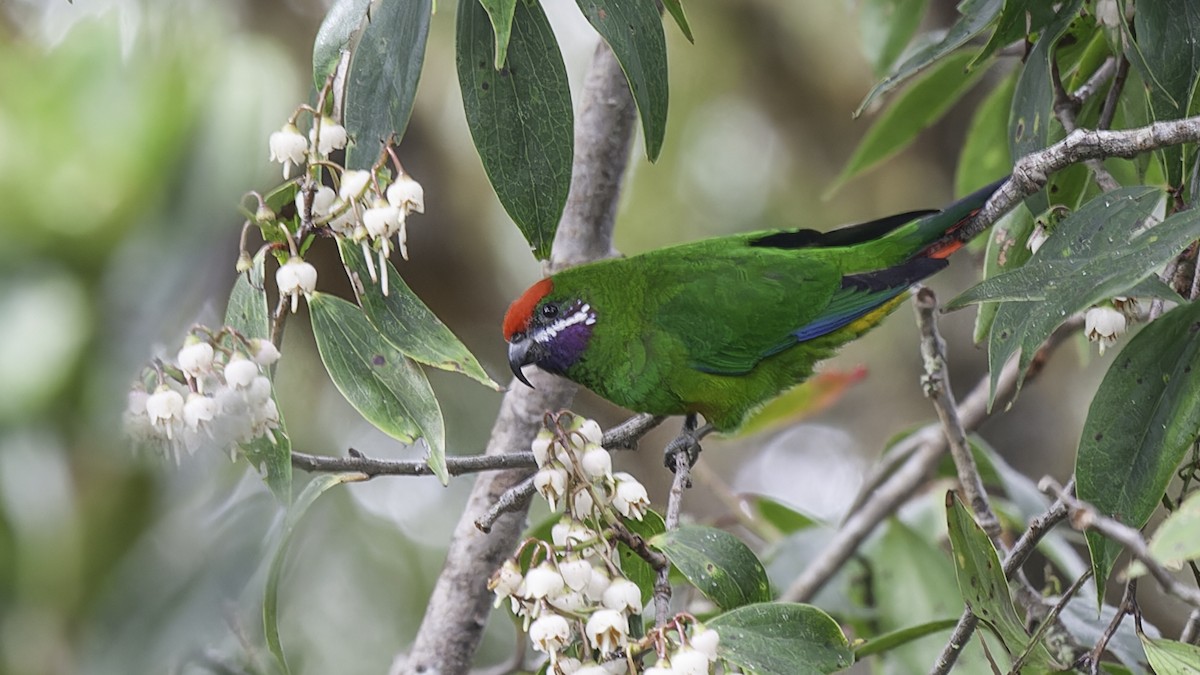 Plum-faced Lorikeet - ML613799177