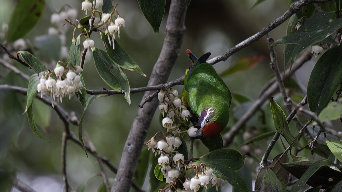 Plum-faced Lorikeet - Robert Tizard