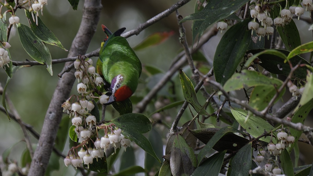 Plum-faced Lorikeet - ML613799180