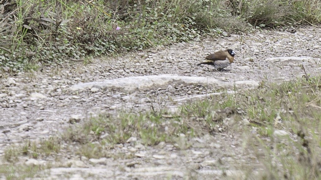 Snow Mountain Munia - Robert Tizard