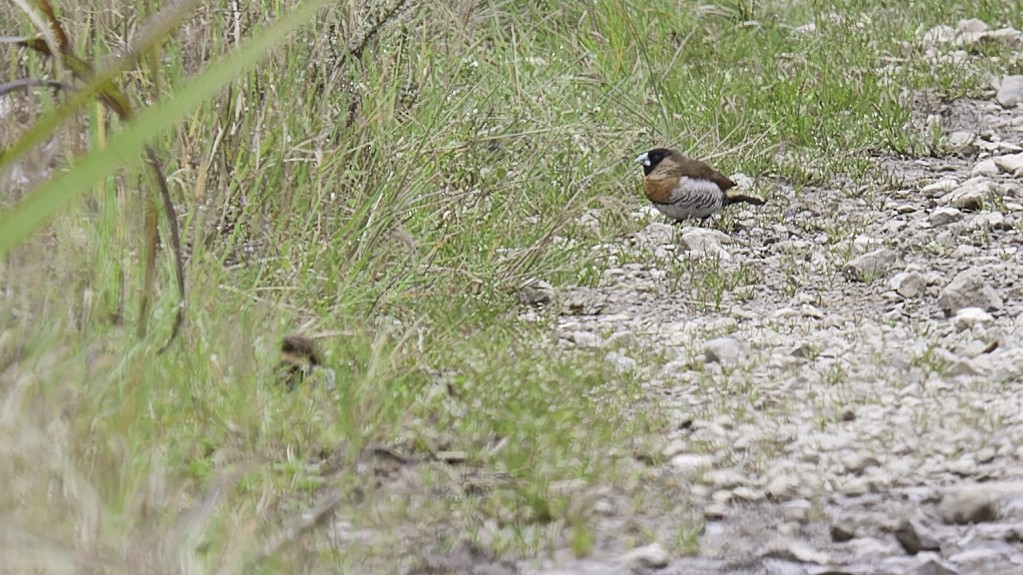 Snow Mountain Munia - Robert Tizard