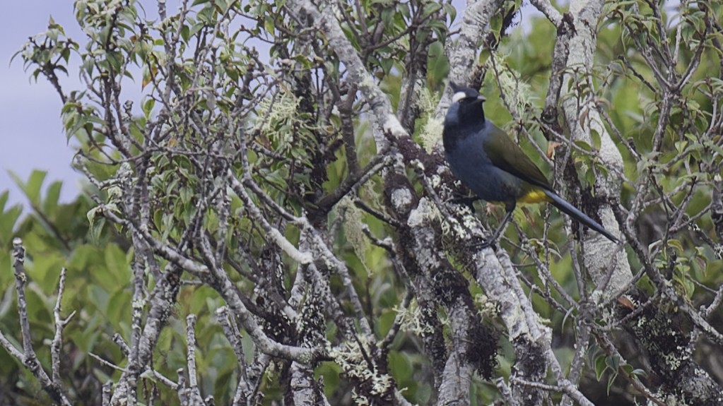 Western Crested Berrypecker - ML613799239
