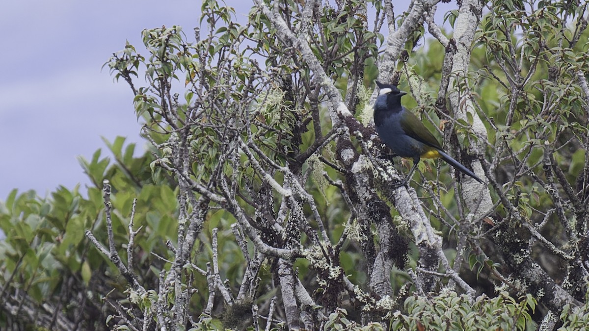 Western Crested Berrypecker - ML613799240