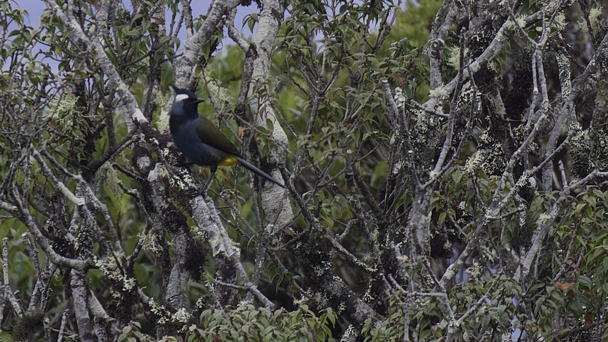 Western Crested Berrypecker - ML613799241
