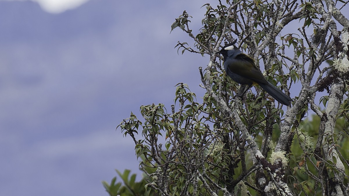 Western Crested Berrypecker - ML613799243