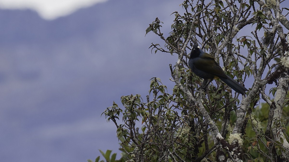 Western Crested Berrypecker - ML613799244